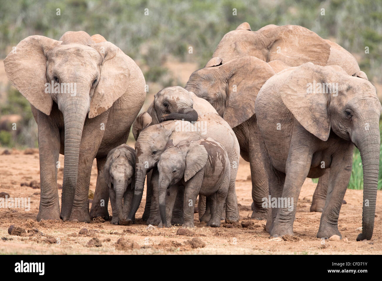 Breeding herd of elephant (Loxodonta africana), Addo Elephant National Park, Eastern Cape, South Africa, Africa Stock Photo
