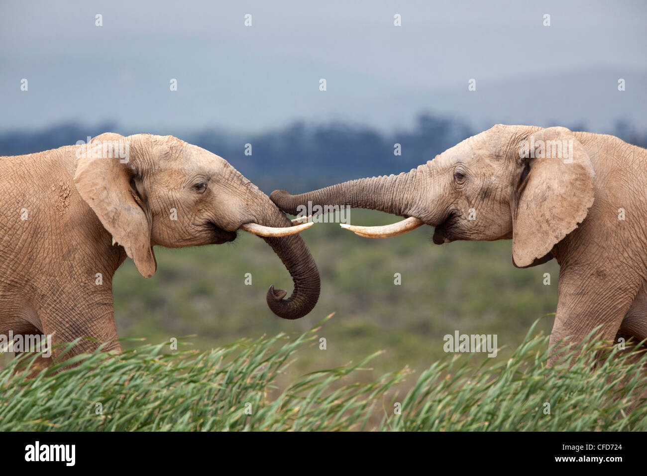 Elephants (Loxodonta africana), greeting, Addo National Park, Eastern Cape, South Africa, Africa Stock Photo