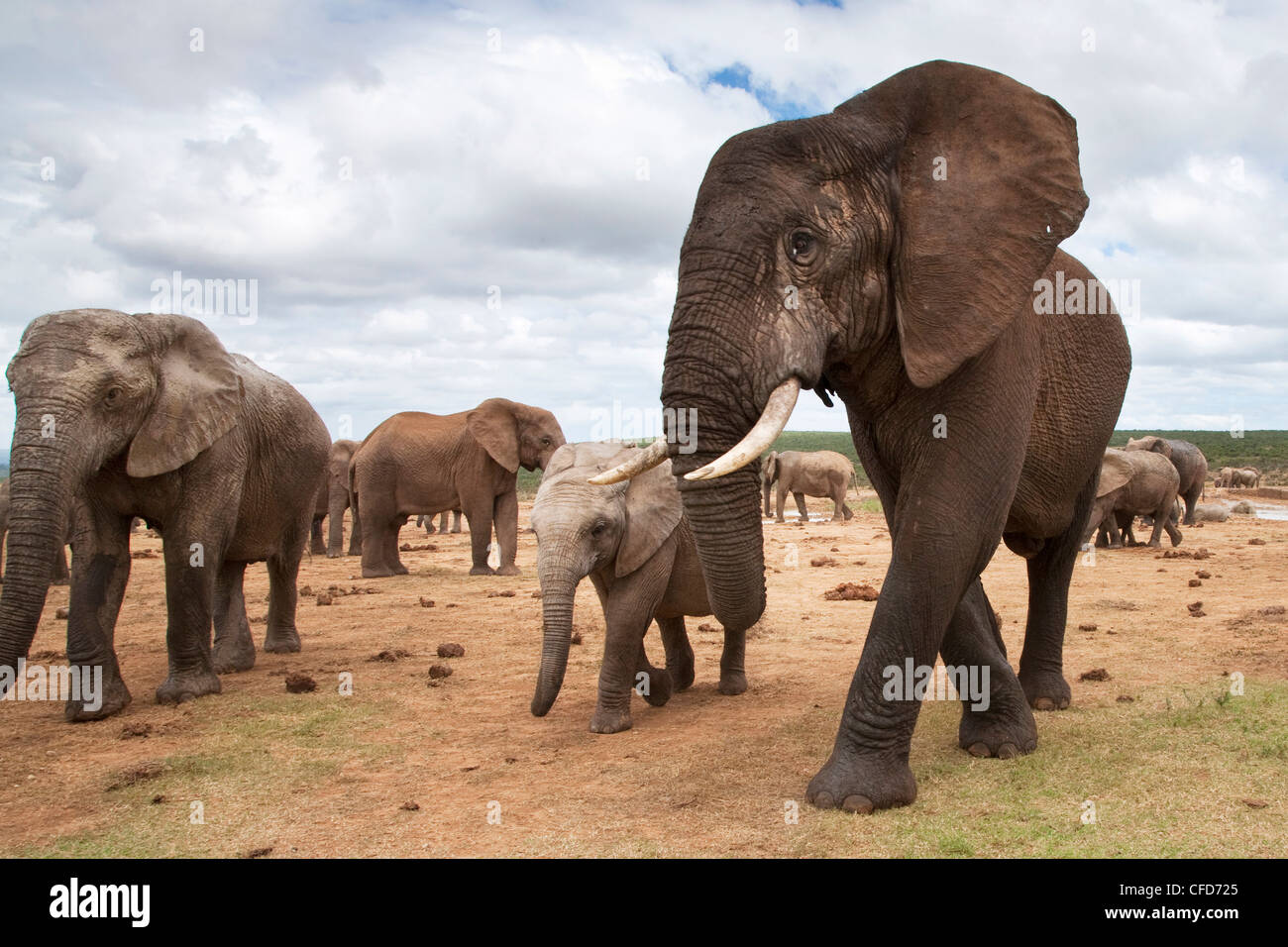 Elephants (Loxodonta africana), Addo National Park, Eastern Cape, South Africa, Africa Stock Photo
