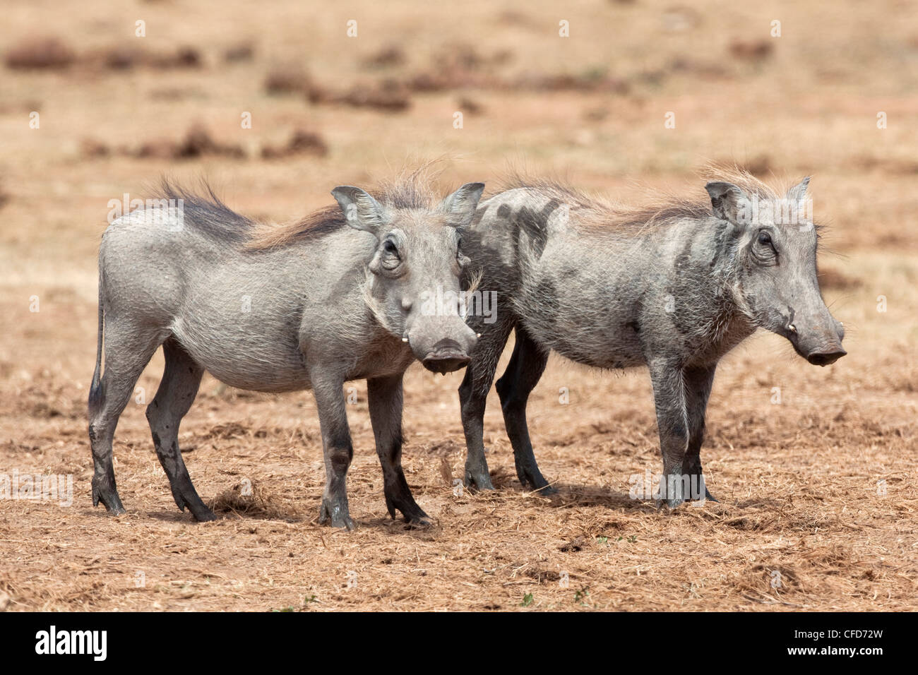 Warthogs (Phacochoerus aethiopicus), sub adult, Addo National Park, Eastern Cape, South Africa, Africa Stock Photo