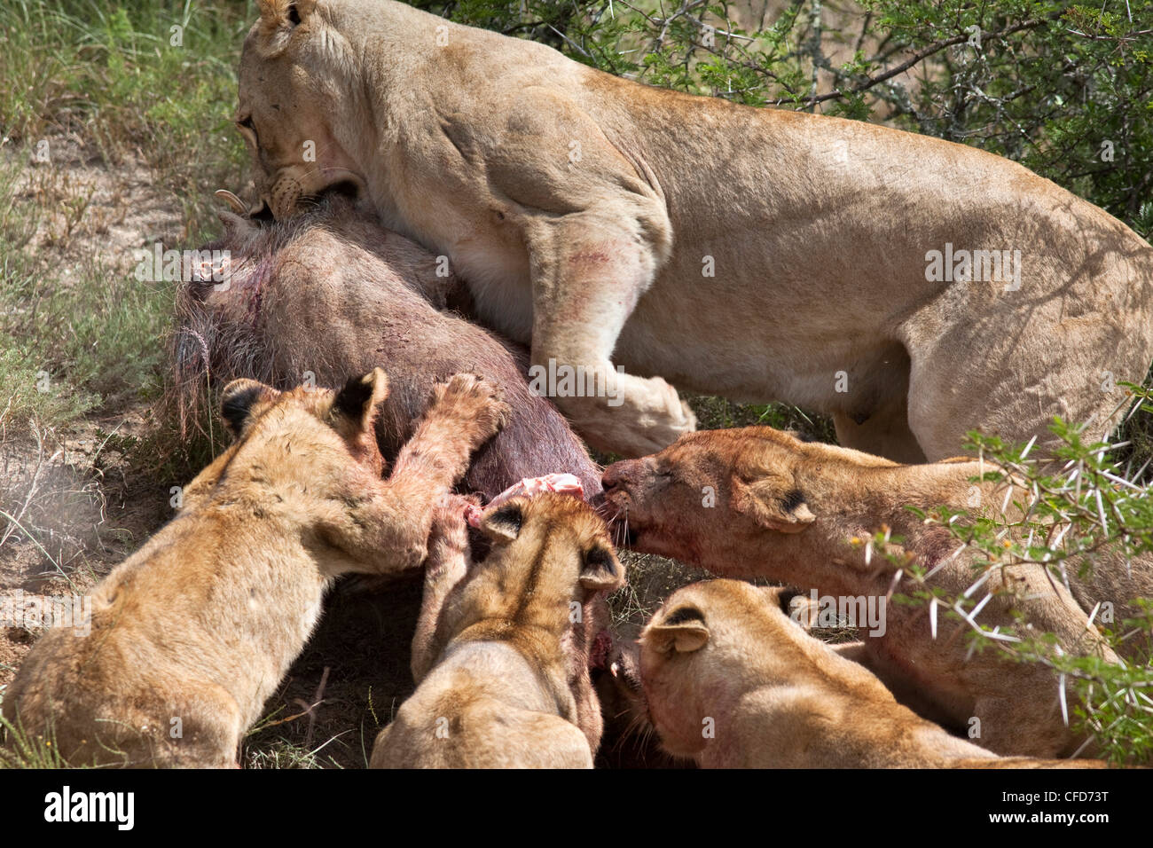 Lioness with cubs (Panthera leo) on warthog kill, Kwandwe private reserve, Eastern Cape, South Africa, Africa Stock Photo