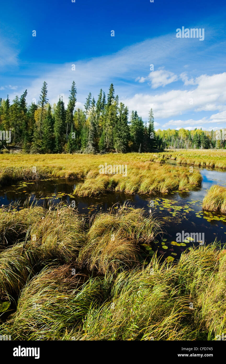 Bog, near Sioux Narrows, Northwestern Ontario, Canada Stock Photo Alamy