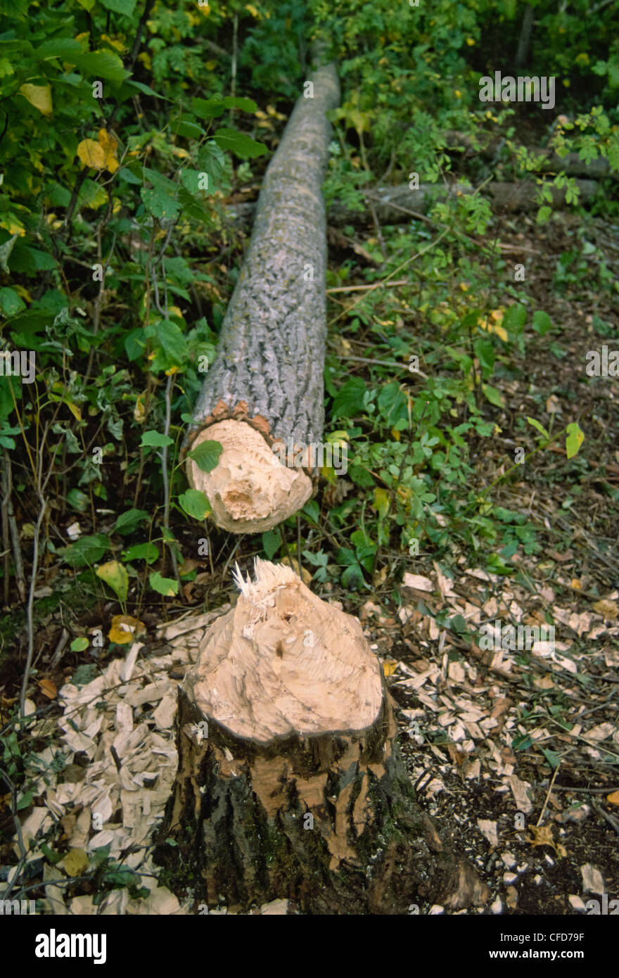 Beaver-chewed tree showing wood chips and teeth marks, Saskatchewan, Canada Stock Photo