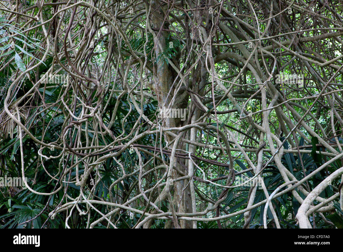 Creeper plant at the garden of Koh Ra eco lodge, Koh Ra, Andaman Sea, Thailand Stock Photo