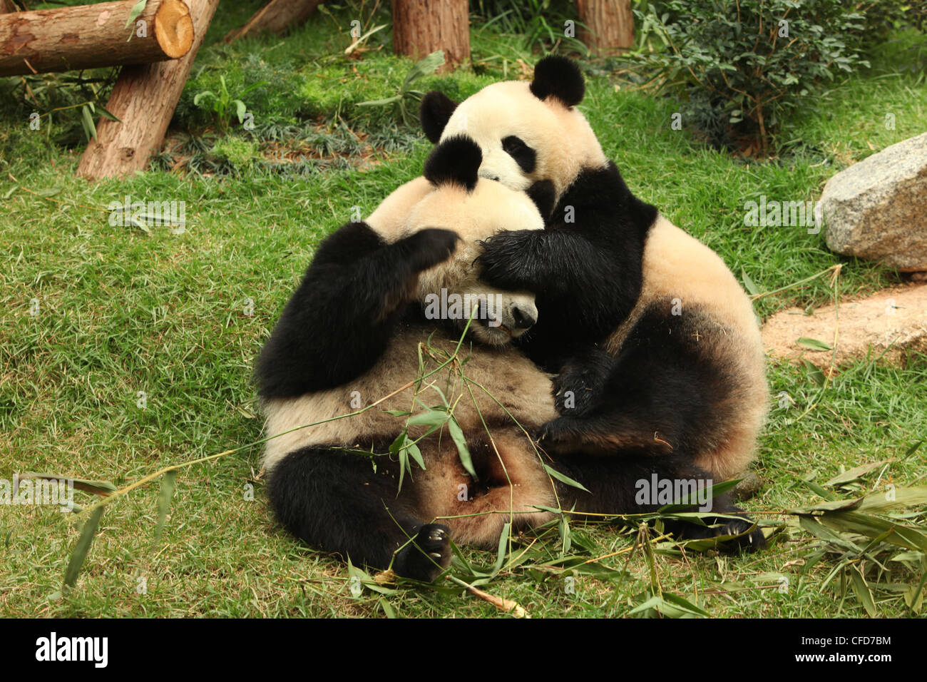Giant Panda Pandas Playing Macau Pandas Pavillion Macau Stock Photo