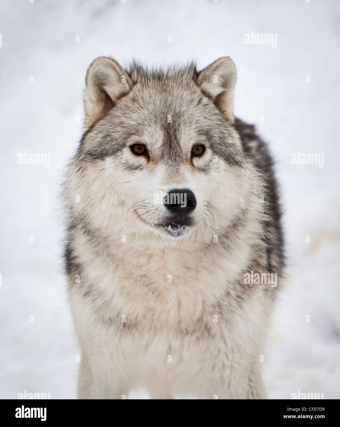Lone Closeup of Timber Wolf in the snow Stock Photo - Alamy