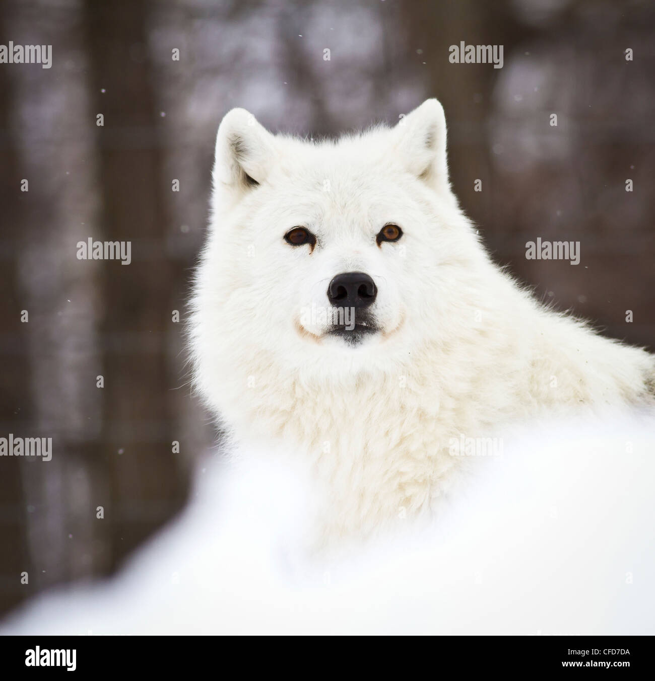 Arctic wolf snow hi-res stock photography and images - Alamy
