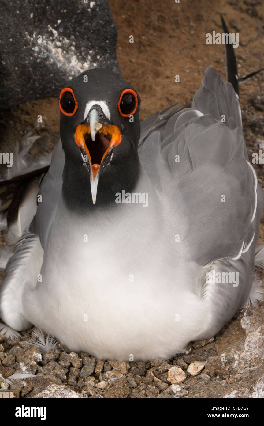 Swallow-tailed Gull on nest, Punto Cevallos, Espanola (Hood) Island, Galapagos Islands, Ecuador, South America. Stock Photo
