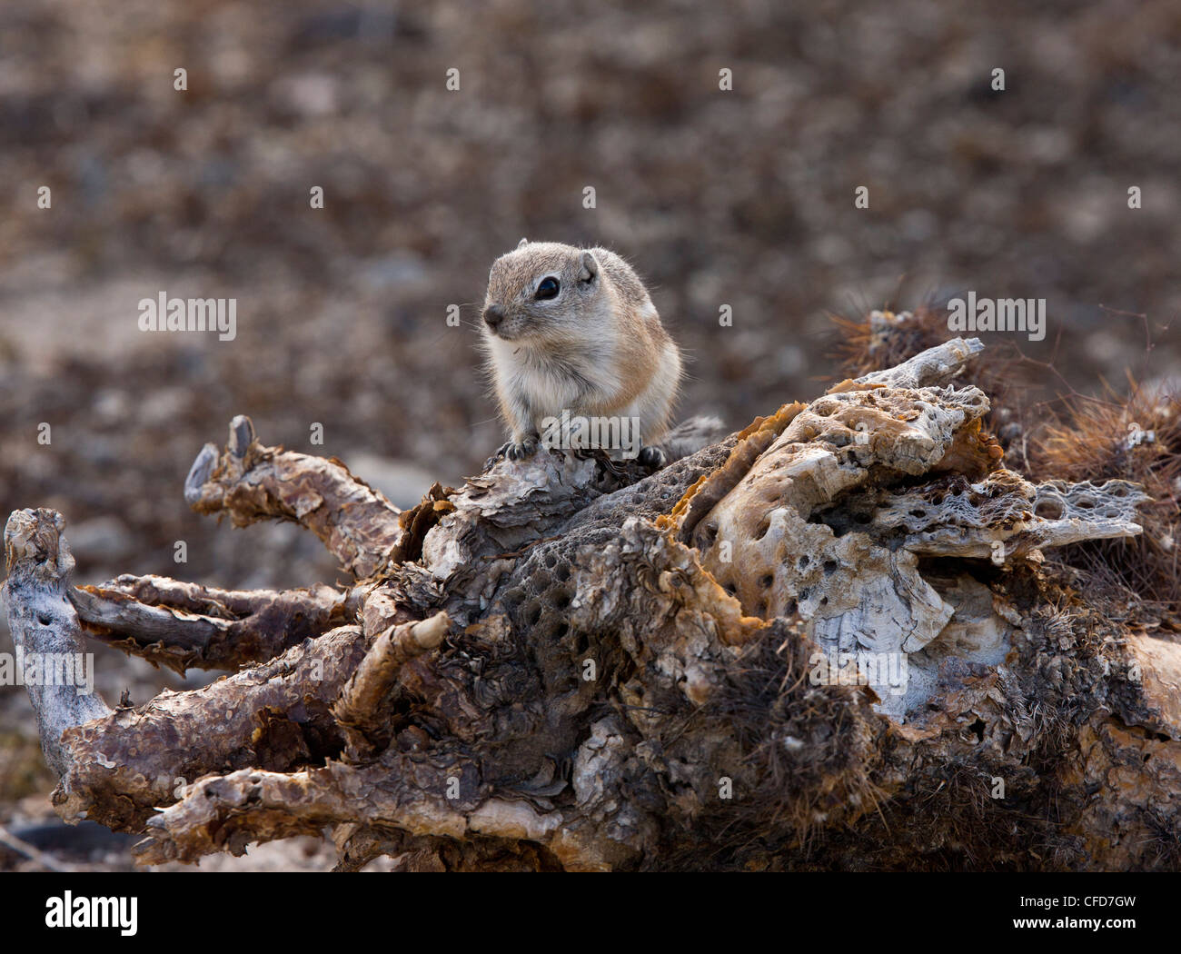 White-tailed antelope squirrel, Ammospermophilus leucurus. Mojave