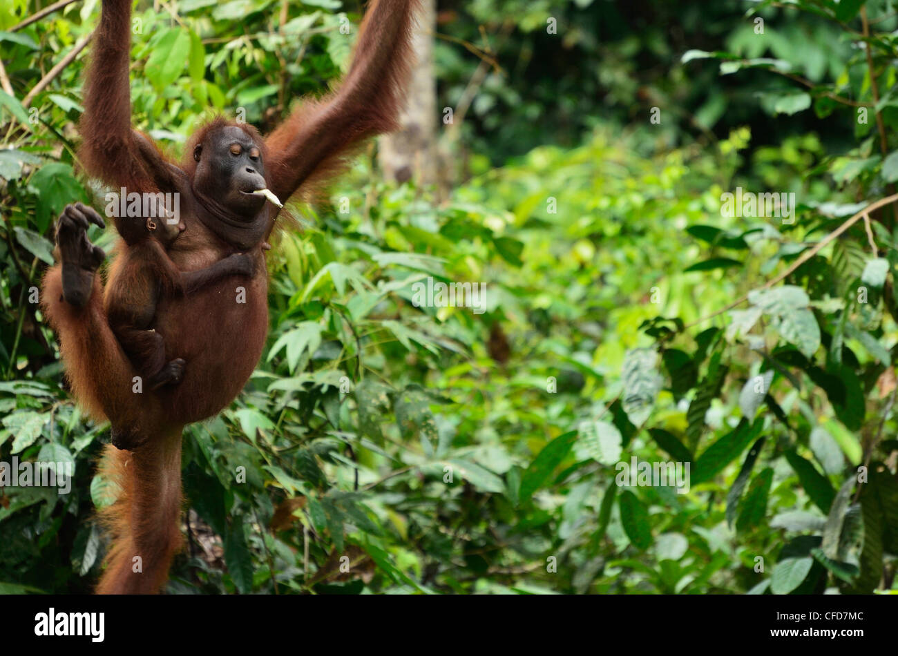 Orangutan (Pongo borneo), Sabah, Borneo, Malaysia, Southeast Asia, Asia Stock Photo