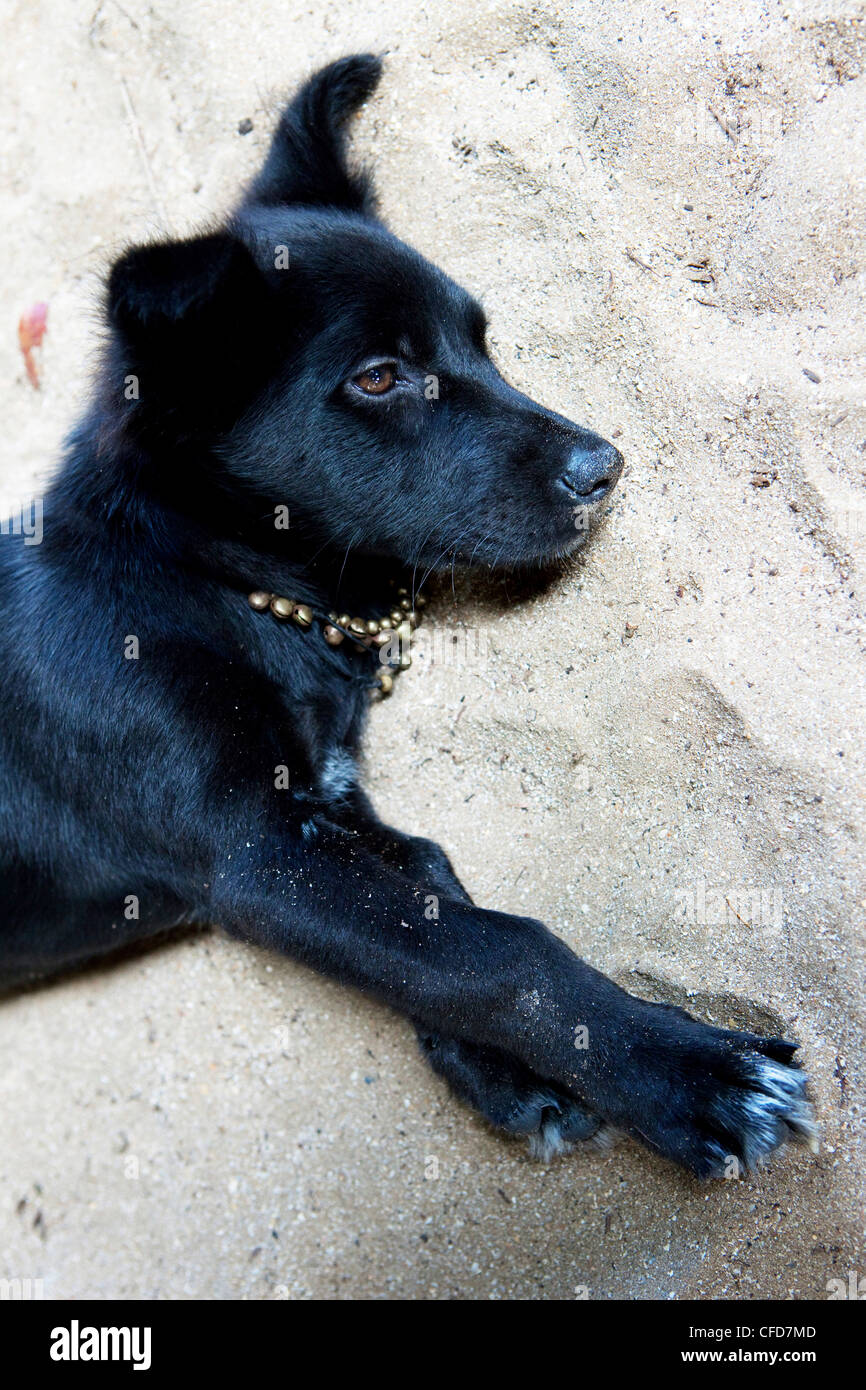 Are Collar Bells Bad Dog