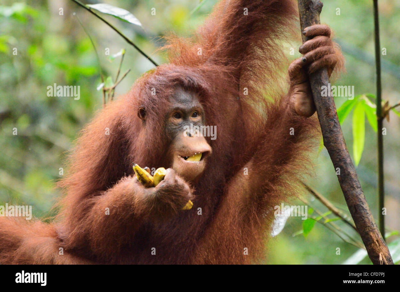 Orangutan (Pongo borneo), Semenggoh Wildlife Reserve, Sarawak, Borneo