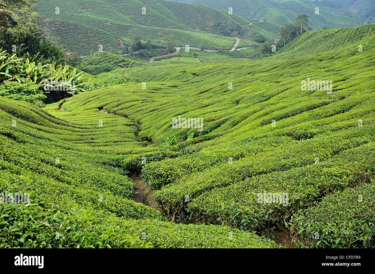 Tea Plantation, Cameron Highlands, Perak, Malaysia, Southeast Asia, Asia Stock Photo Alamy