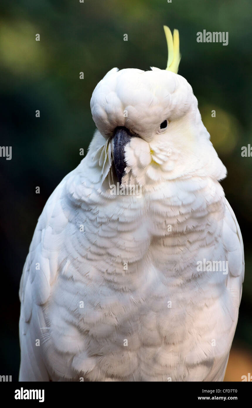 Sulphurcrested Cockatoo (Cacatua galerita), Dandenong Ranges National