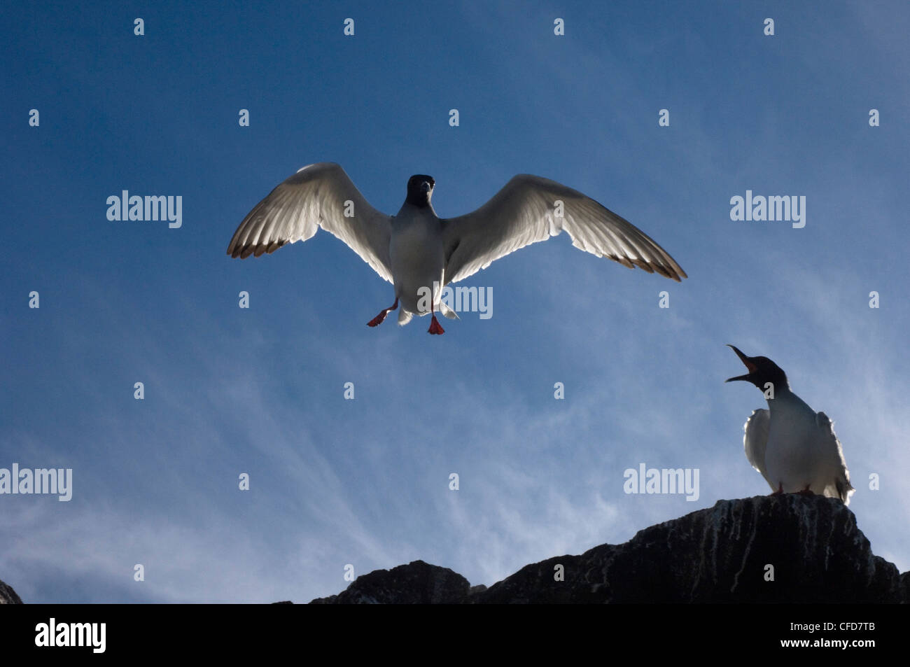 Swallow-tailed Gulls, Punto Cevallos, Espanola (Hood) Island, Galapagos Islands, Ecuador, South America. Stock Photo