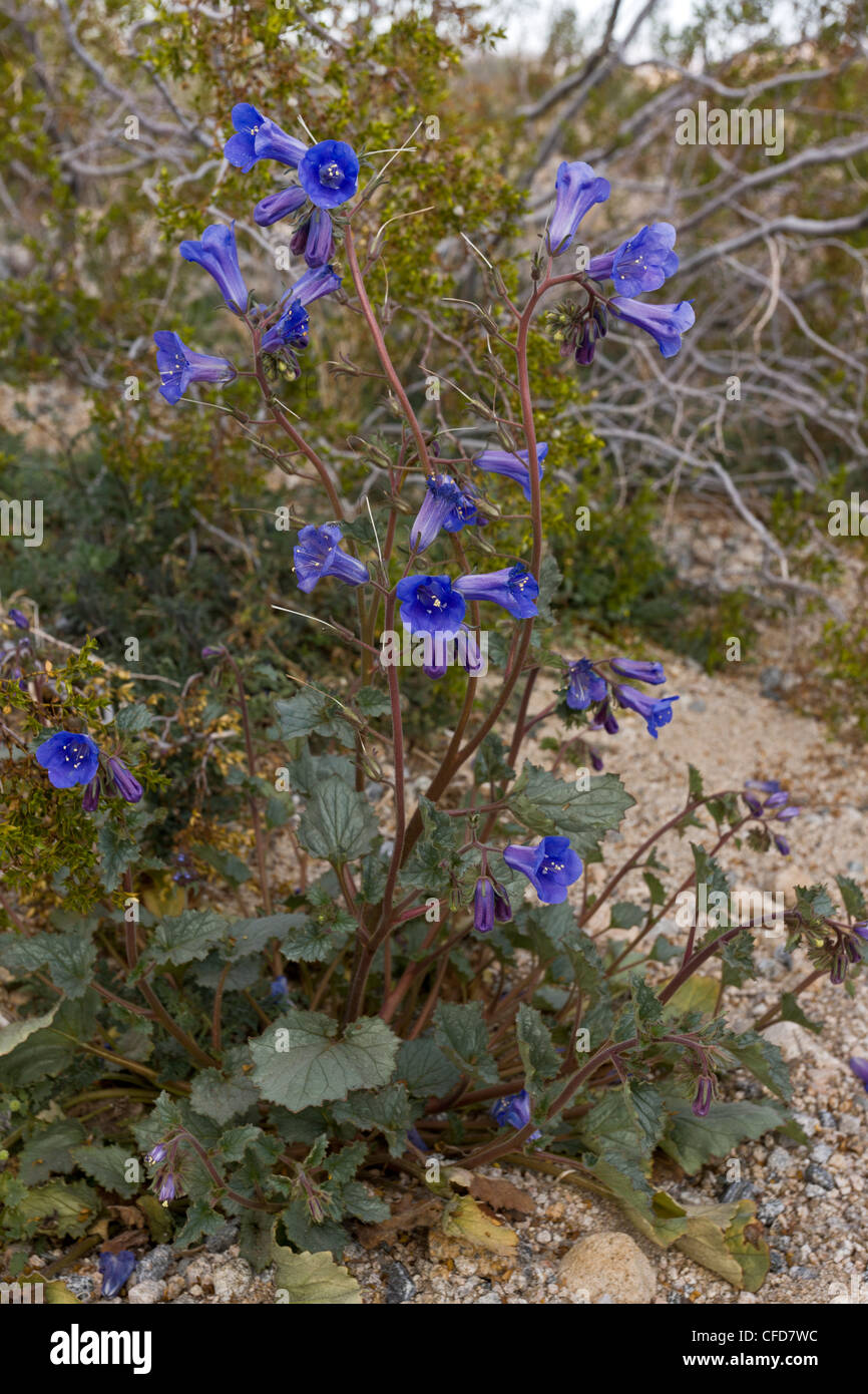 Desert Bluebell High Resolution Stock Photography And Images Alamy