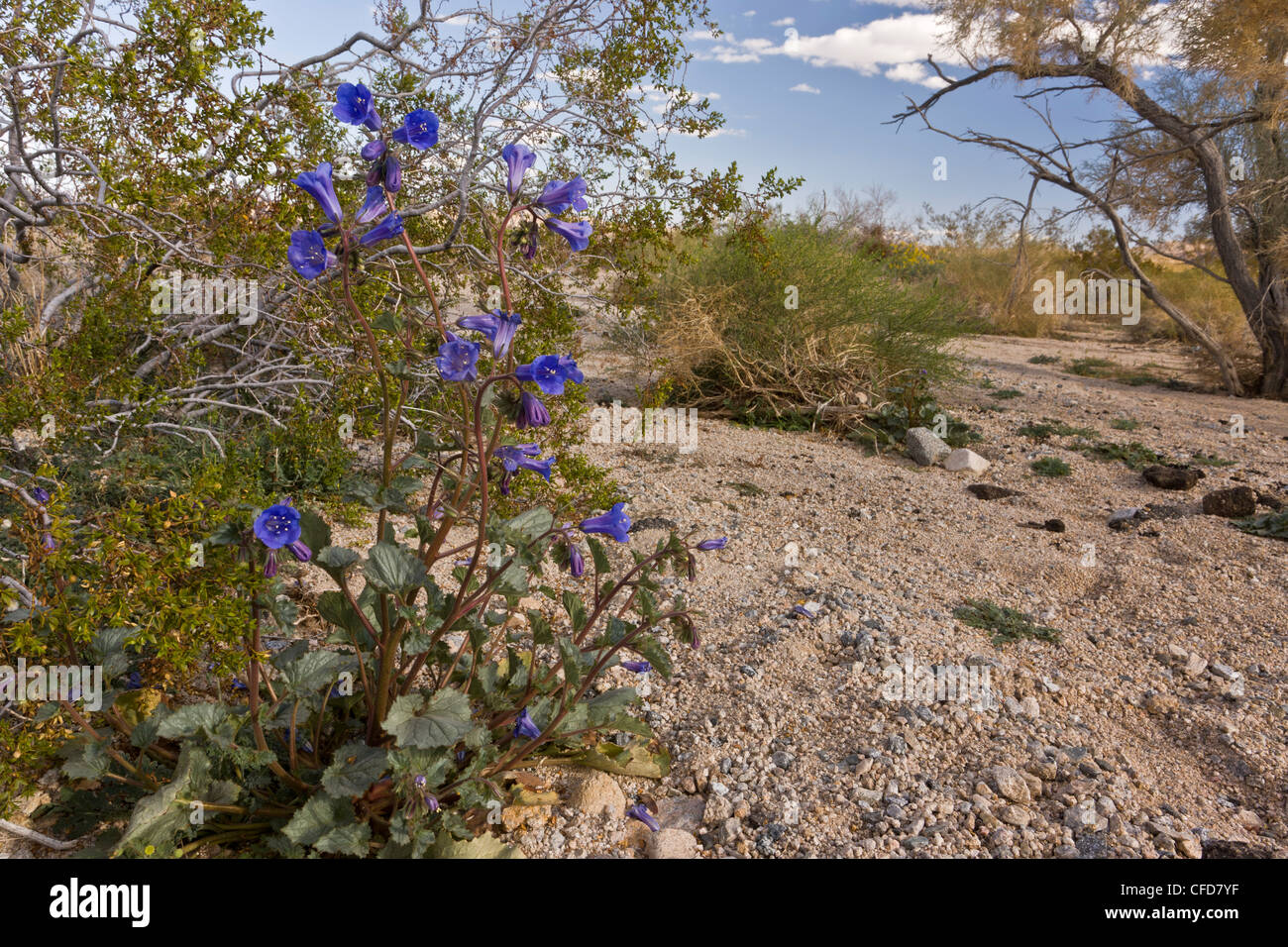 California bluebell, desert bluebell, or desertbells, Phacelia