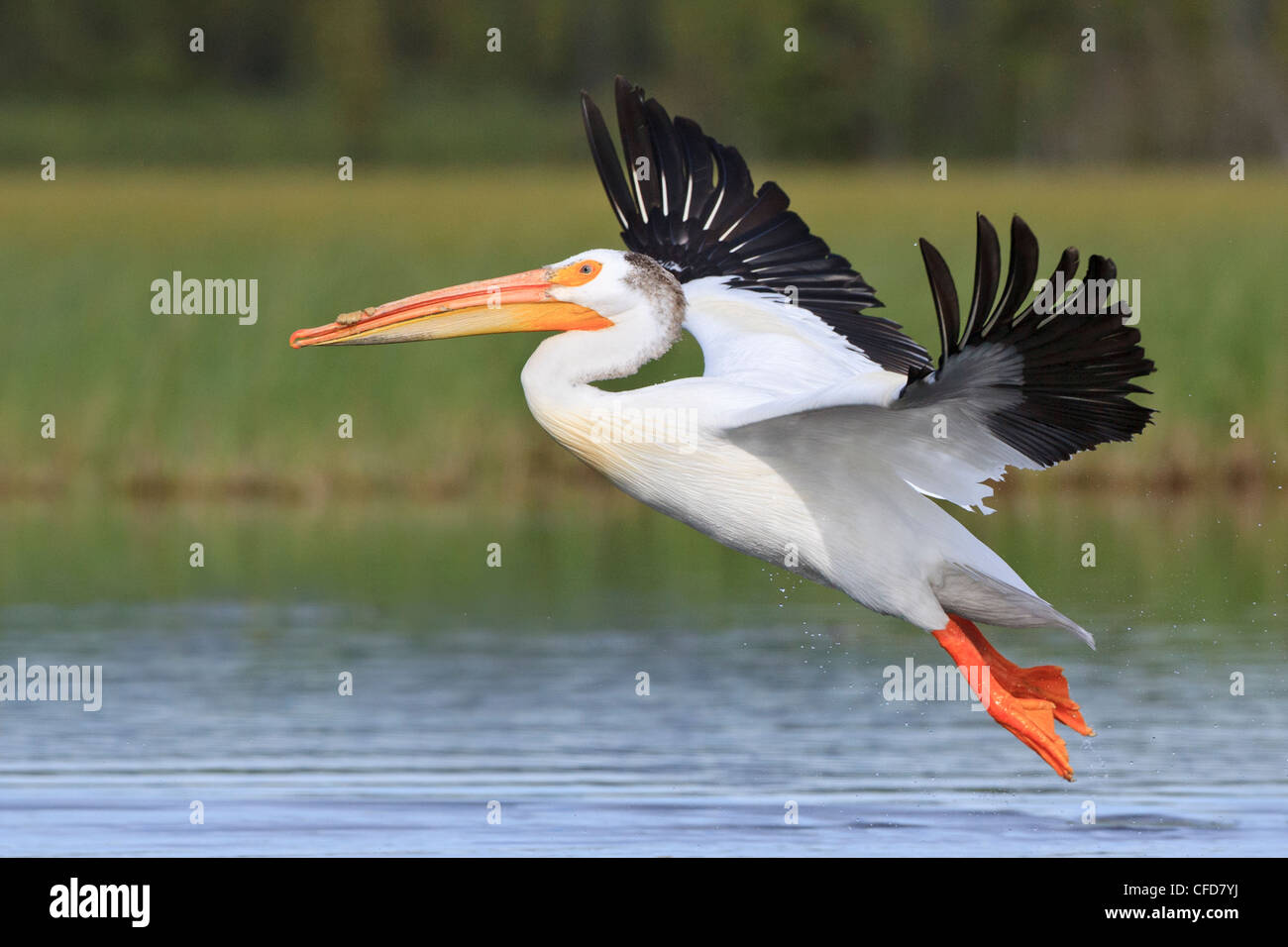 Breeding Male American White Pelican Pelecanus Stock Photo - Alamy