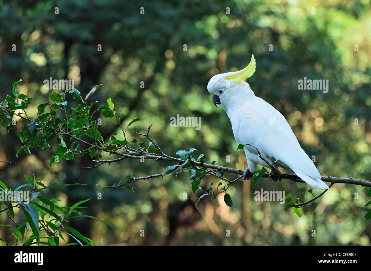 Sulphurcrested cockatoo (Cacatua galerita), Dandenong Ranges National