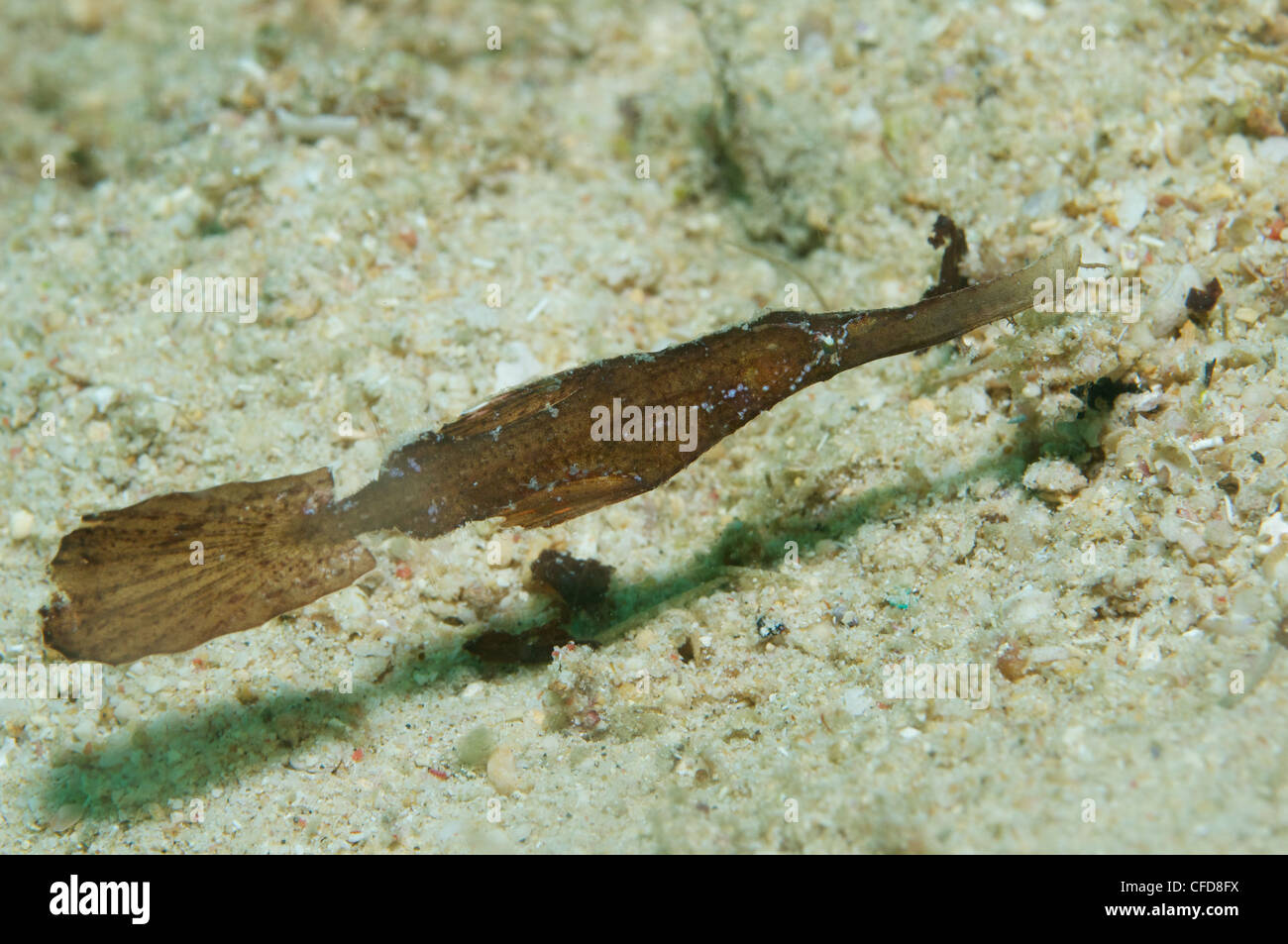Robust ghost pipefish Stock Photo