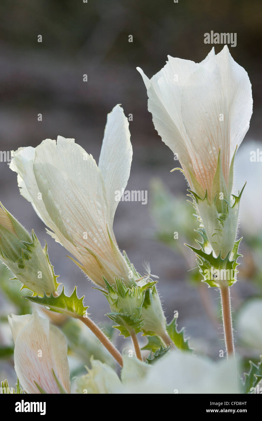 Sand blazing star, or white-bract blazing star, Mentzelia involucrata in sonoran desert, California Stock Photo