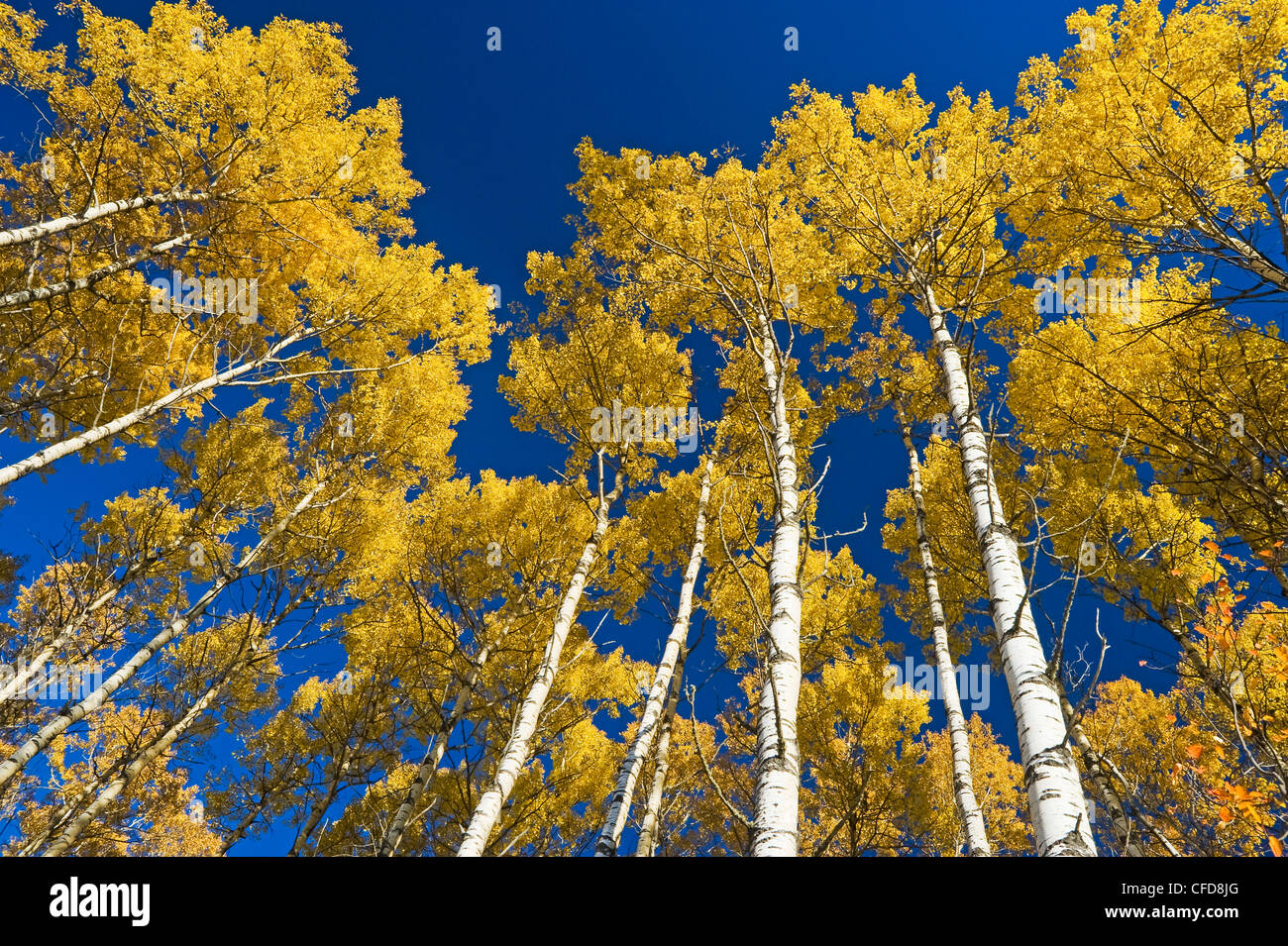 Aspen trees, Prince Albert National Park, Saskatchewan, Canada Stock