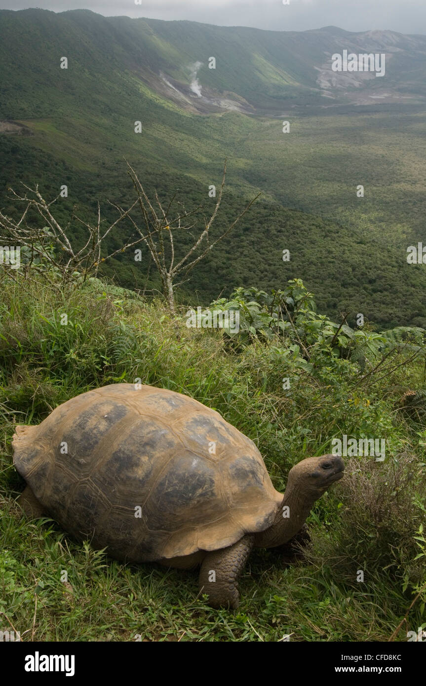 Galapagos Giant Tortoise on rim of Alcedo Volcano, Isabela Island, Galapagos Islands, Ecuador, South America. Stock Photo