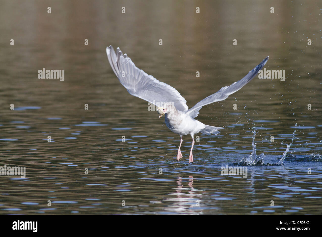 Glaucous-winged Gull (Larus glaucescens) flying near Victoria, BC, Canada. Stock Photo