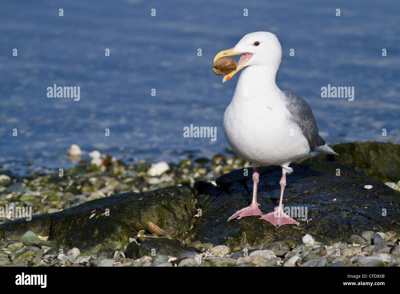 Glaucous-winged Gull (Larus glaucescens) perched on a rock near Victoria, BC, Canada. Stock Photo
