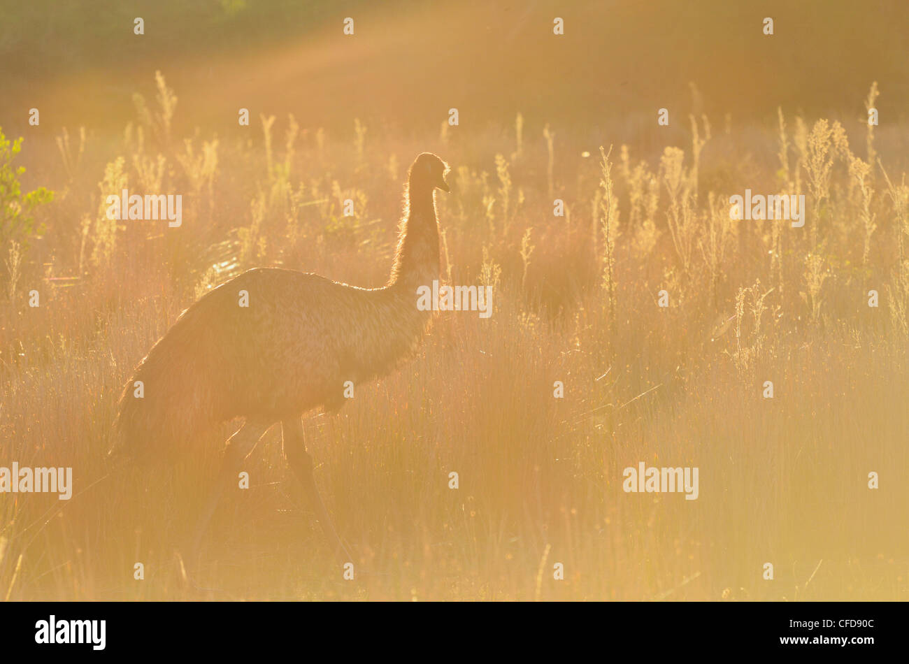 Emu, Wilsons Promontory National Park, Victoria, Australia, Pacific Stock Photo