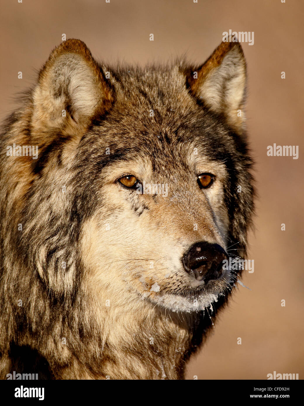 Gray wolf (Canis lupus) in captivity, near Bozeman, Montana, United States of America, Stock Photo