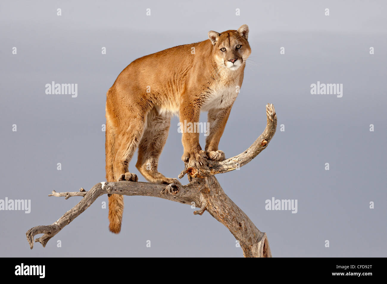 Mountain Lion (Cougar) (Felis concolor) in a tree in the snow, in captivity, near Bozeman, Montana, United States of America Stock Photo