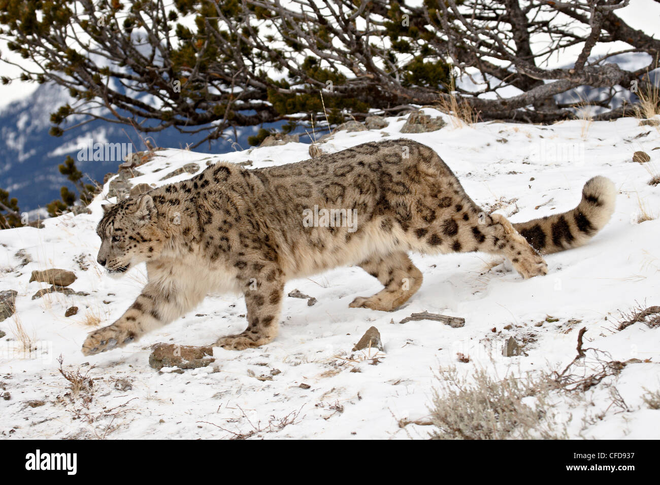 Snow Leopard (Uncia uncia) in the snow, in captivity, near Bozeman, Montana, United States of America, Stock Photo