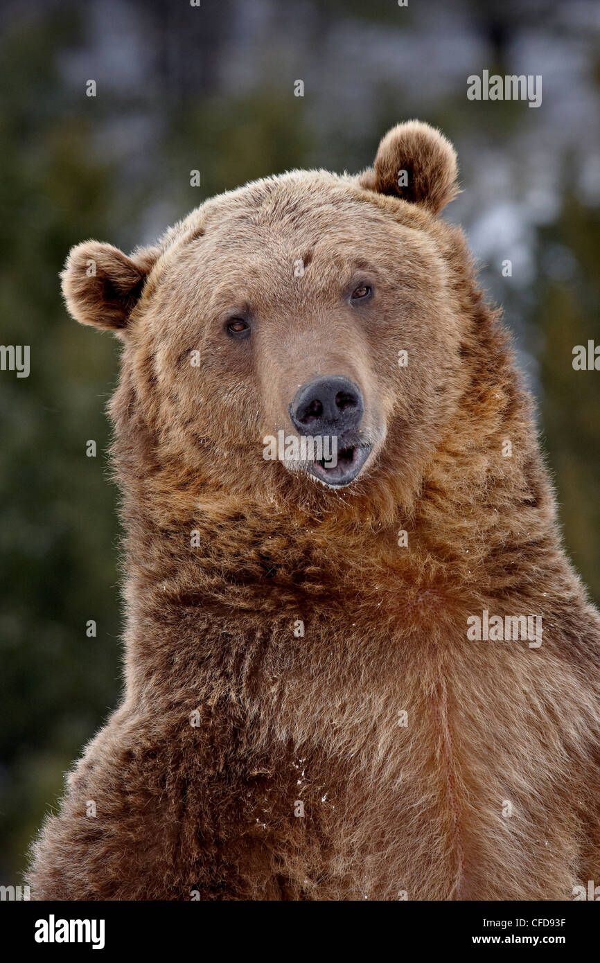 Grizzly bear (Ursus arctos horribilis) in captivity, near Bozeman, Montana, United States of America, Stock Photo