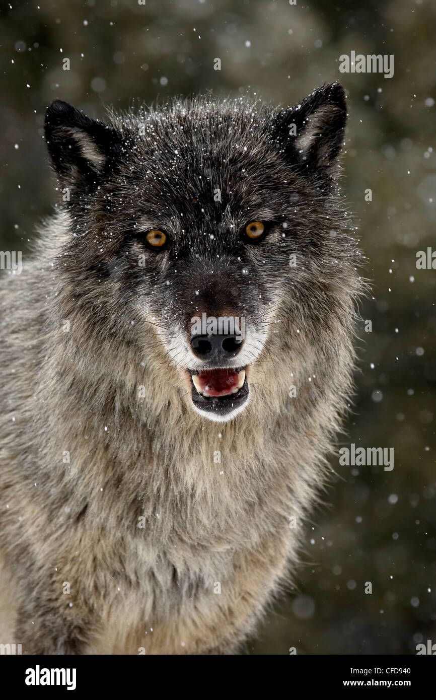 Captive gray wolf (Canis lupus) in the snow, near Bozeman, Montana, United States of America, Stock Photo