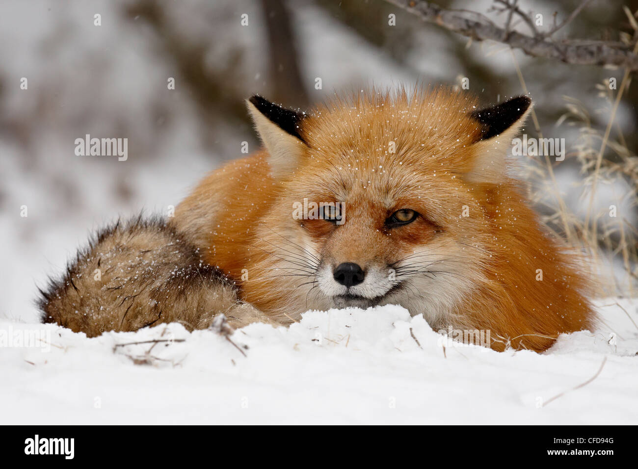 Captive red fox (Vulpes vulpes) in the snow, near Bozeman, Montana, United States of America, Stock Photo