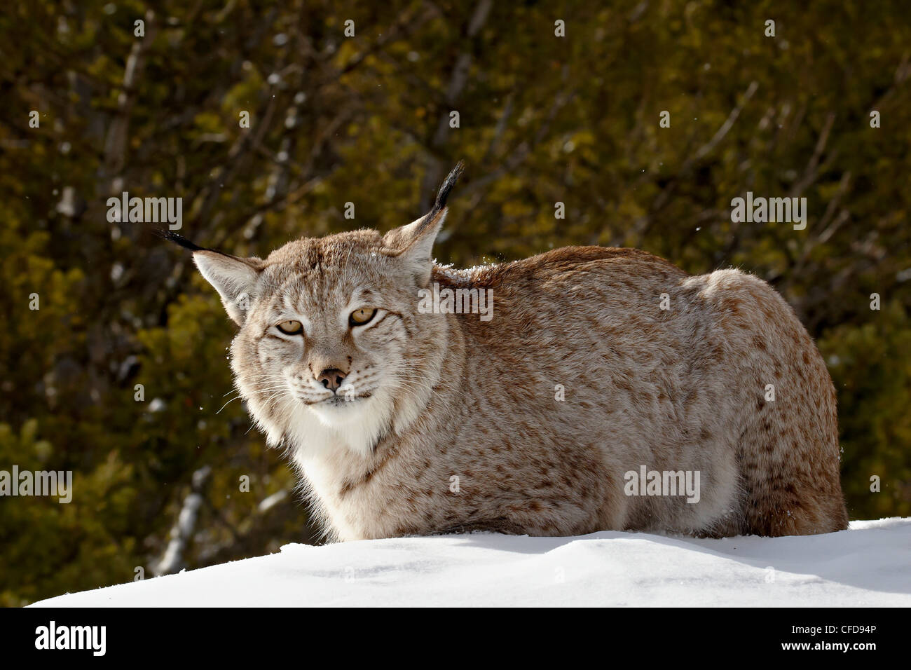 Captive Siberian lynx (Eurasian lynx) (Lynx lynx) in the snow, near Bozeman, Montana, United States of America, Stock Photo