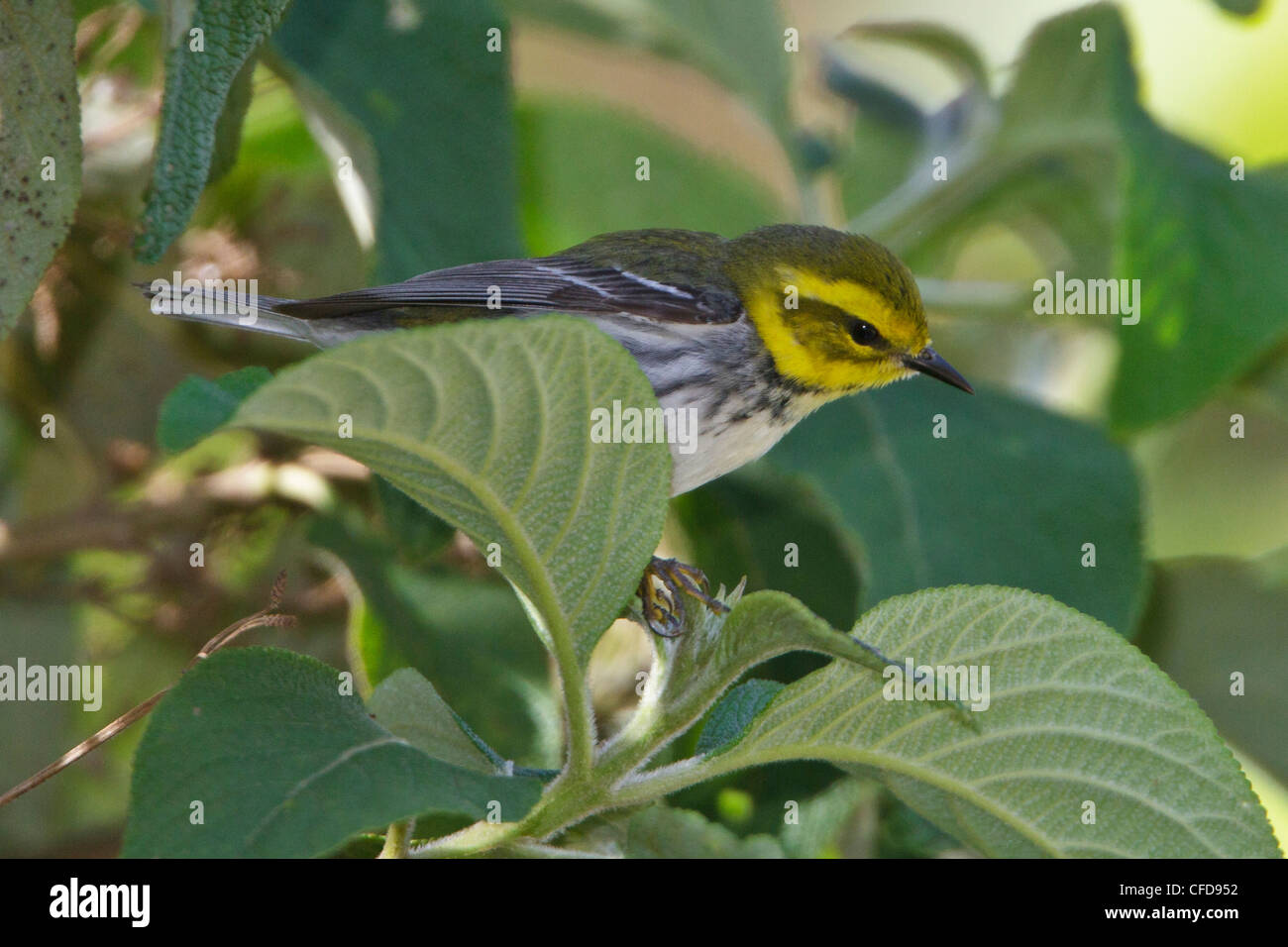 Black-throated Green Warbler (Dendroica virens) perched on a branch in Costa Rica. Stock Photo
