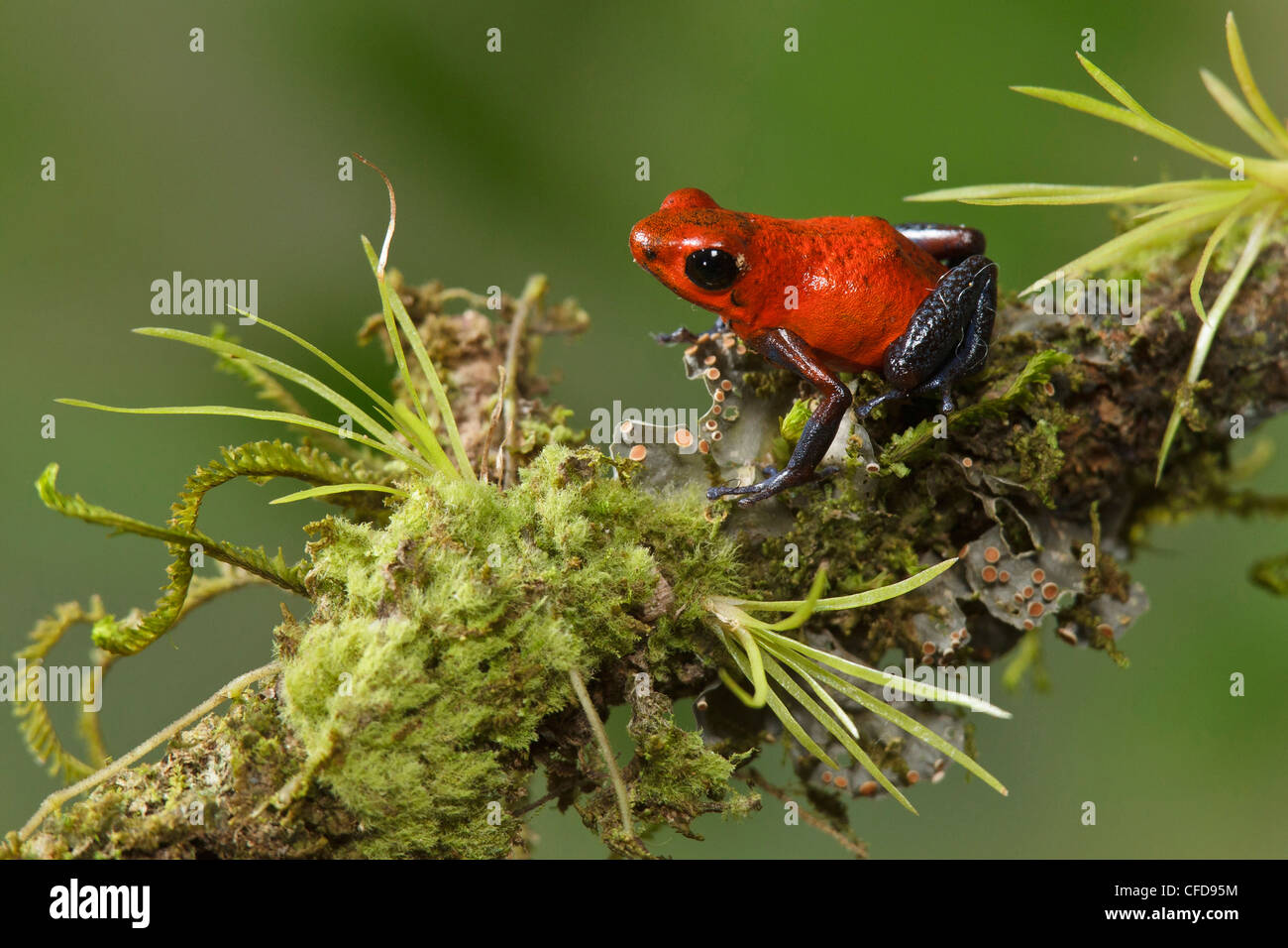 Strawberry Poison Dart Frog perched on a branch in Costa Rica. Stock Photo