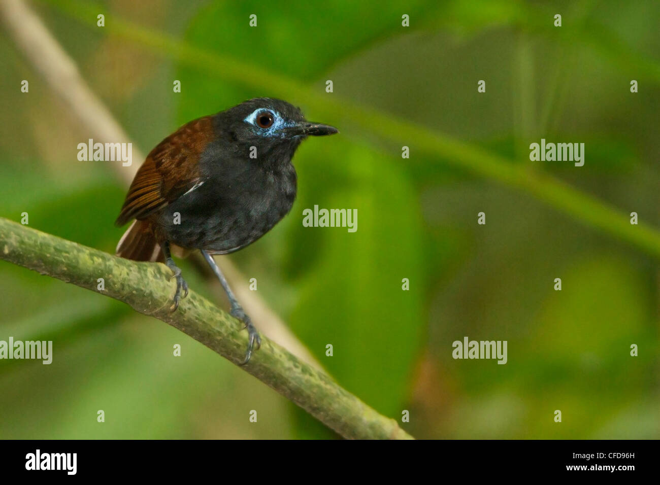 Chestnut-backed Antbird (Myrmeciza exsul) perched on a branch in Costa Rica. Stock Photo