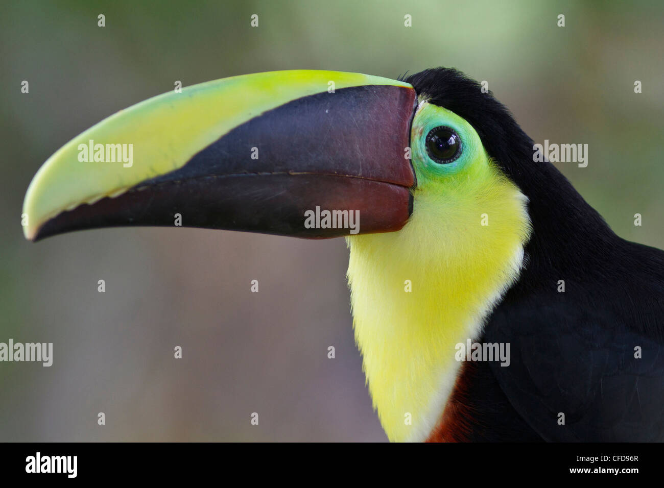 Chestnut-mandibled Toucan (Ramphastos swainsonii) perched on a branch in Costa Rica. Stock Photo
