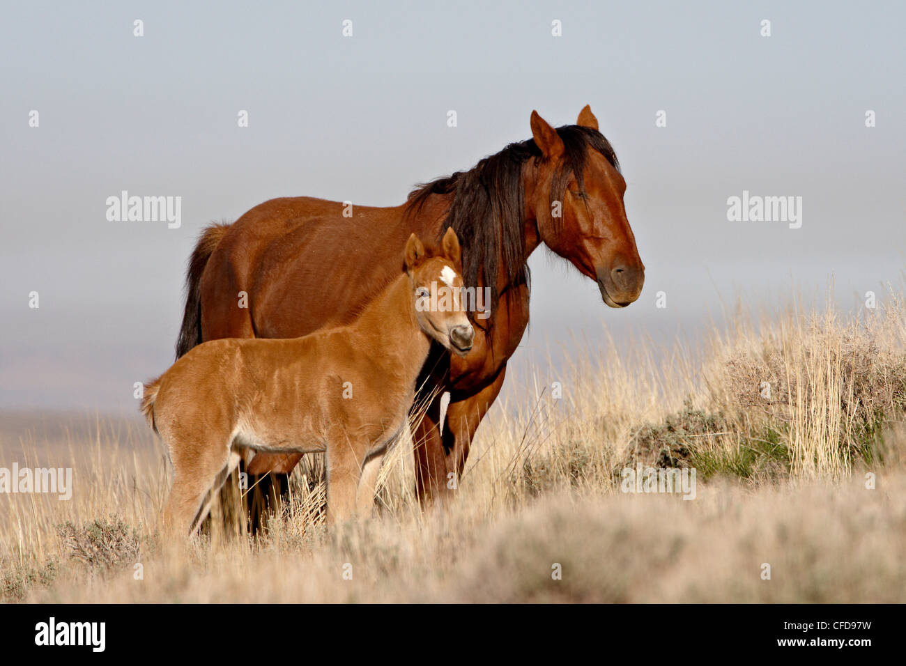 Wild horse (Equus Caballus) mare and foal, Green River, Wyoming, United States of America, Stock Photo