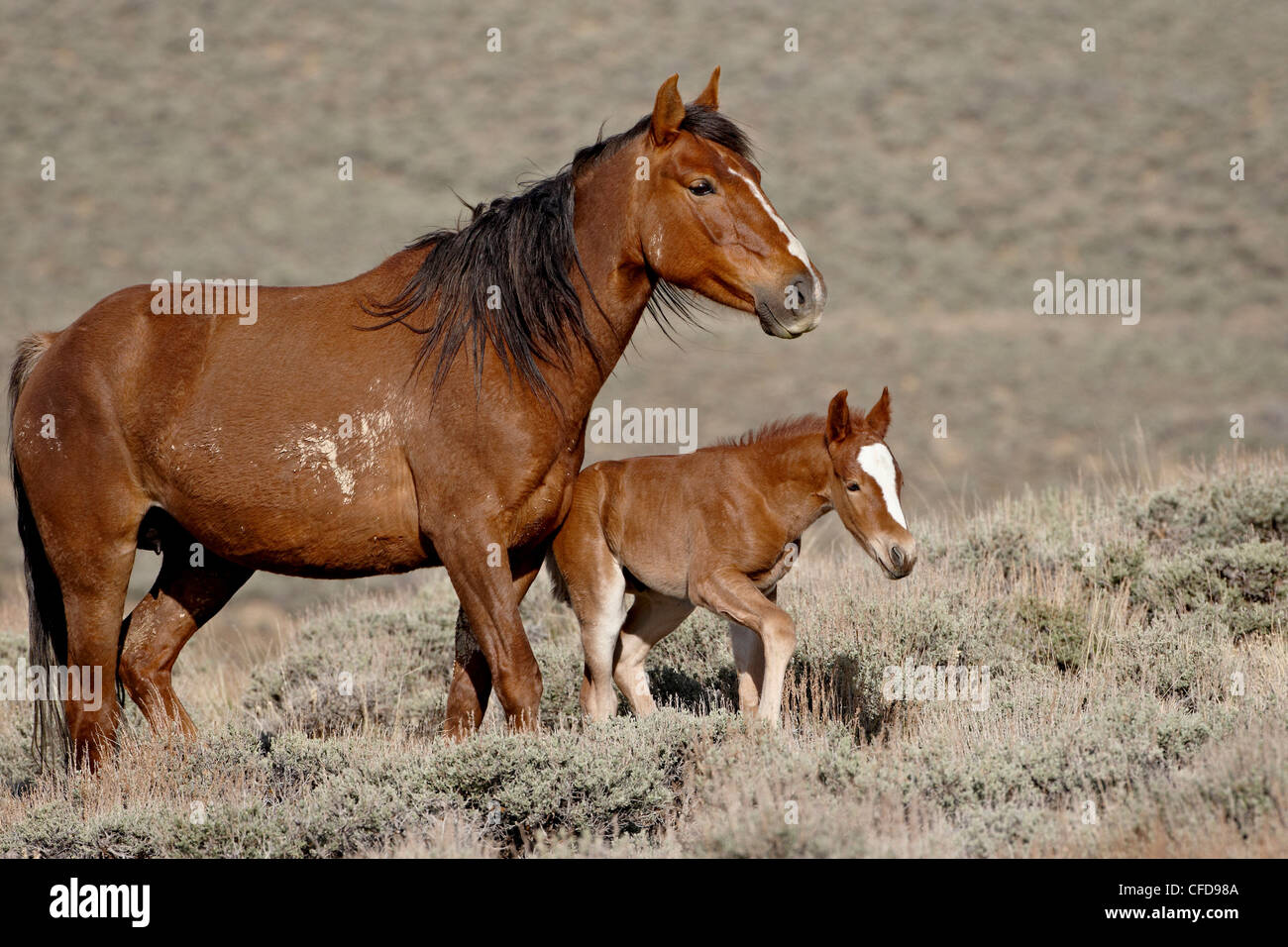 Wild horse (Equus Caballus) mare and foal, Green River, Wyoming, United States of America, Stock Photo