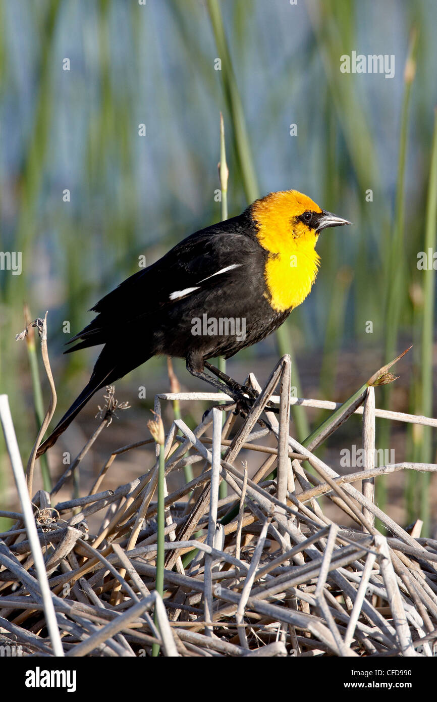 Male yellow-headed blackbird (Xanthocephalus xanthocephalus), Bear River Migratory Bird Refuge, Utah, United States of America Stock Photo