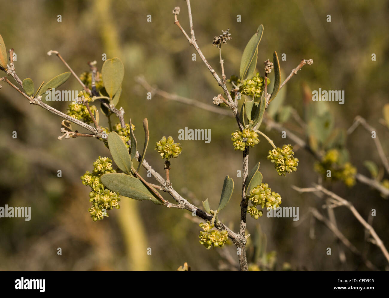 Jojoba, Simmondsia chinensis. Bush with male flowers