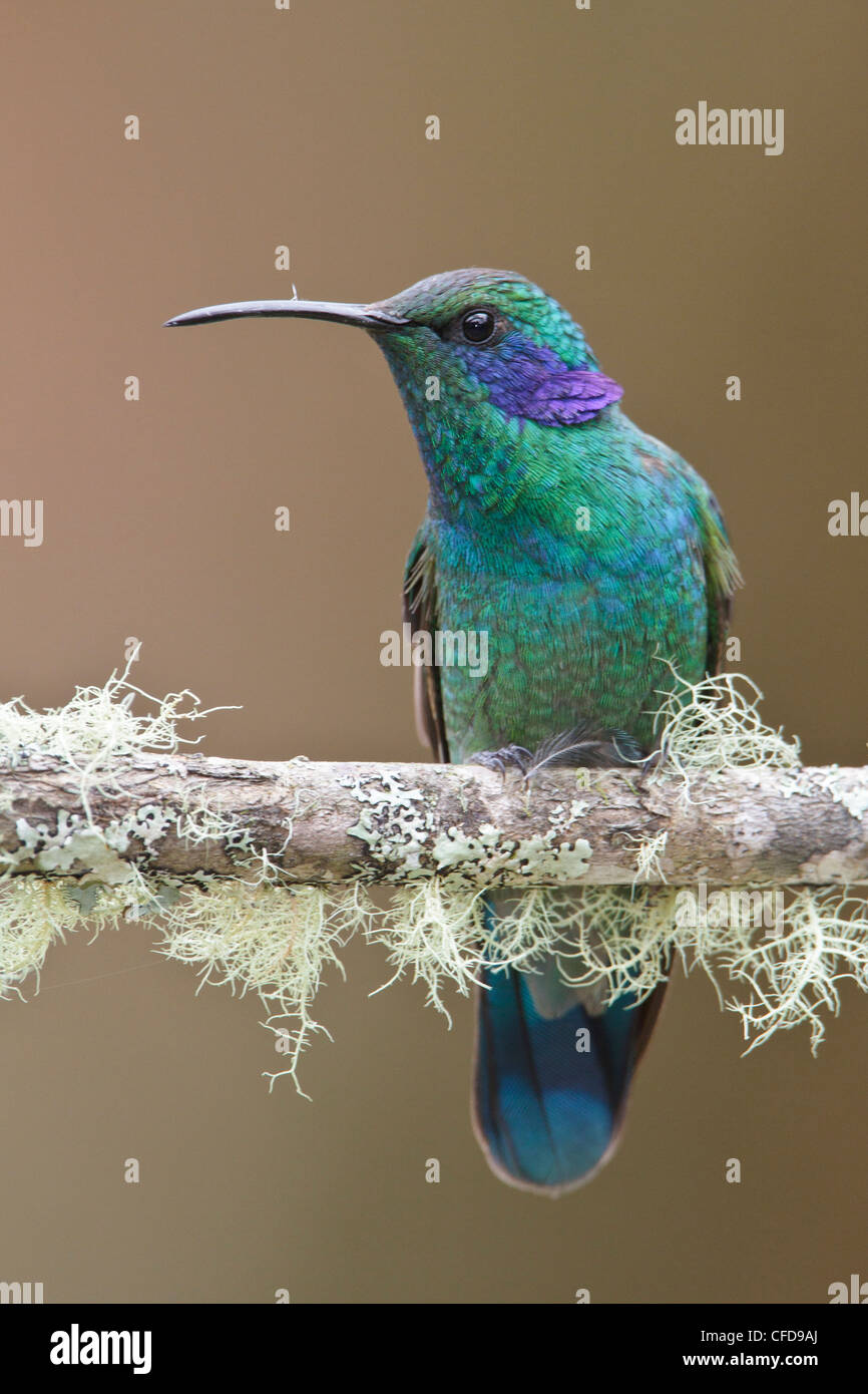 Green Violet-ear (Colibri thalassinus) perched on a branch in Costa Rica. Stock Photo