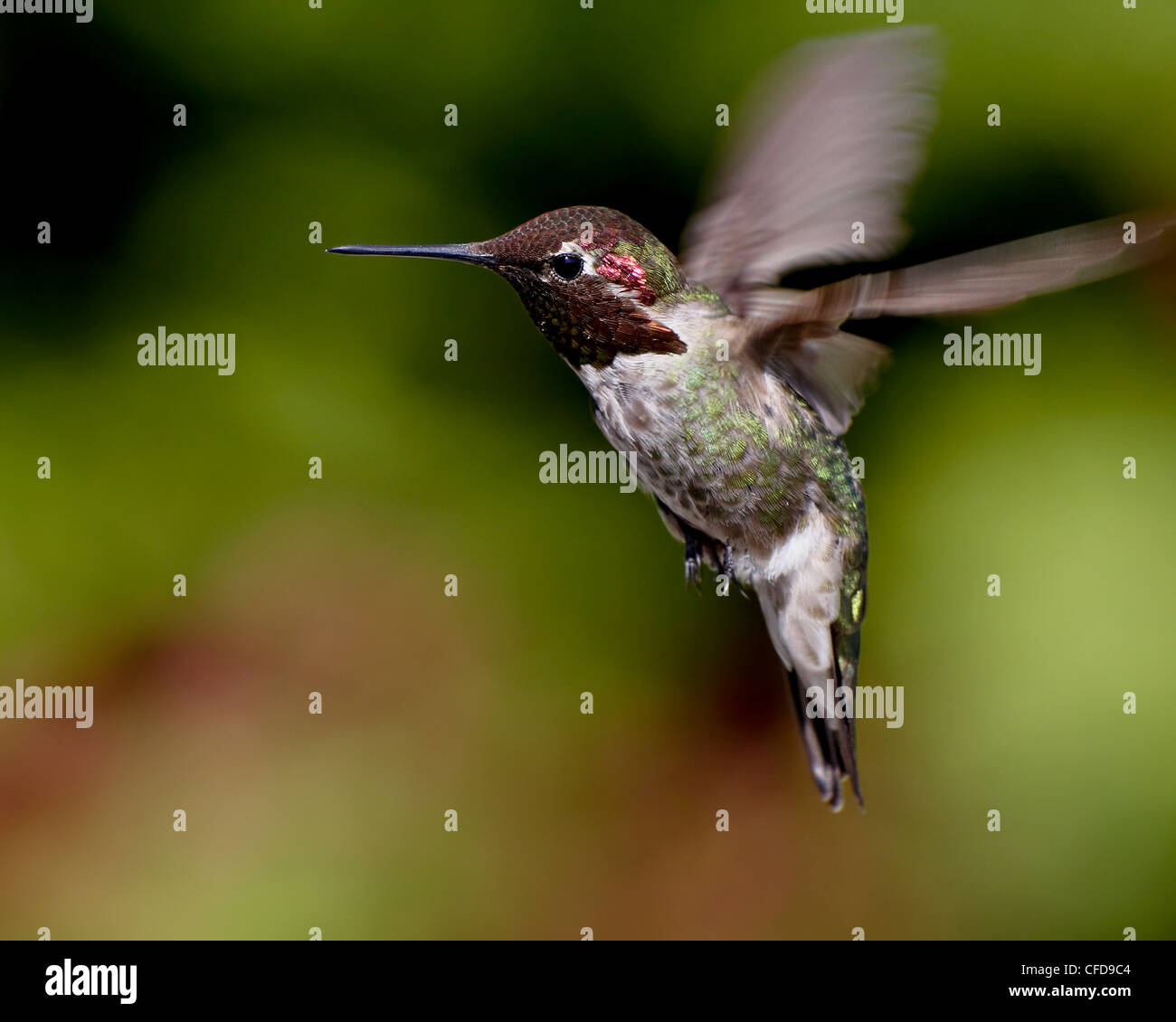 Anna's hummingbird (Calypte anna) hovering, near Saanich, British Columbia, Canada, Stock Photo