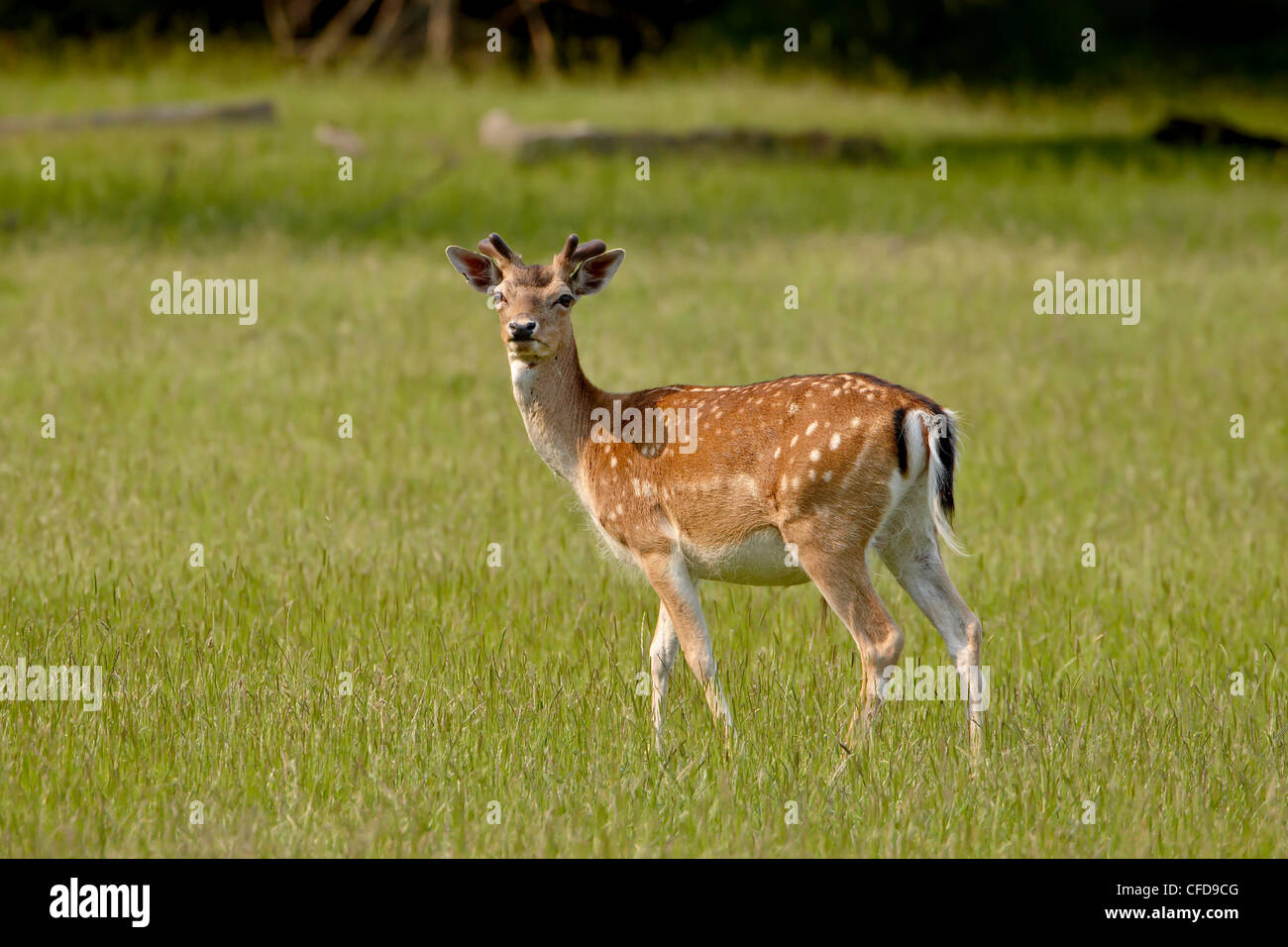 Fallow deer (Dama dama) buck, Sidney Spit, British Columbia, Canada, Stock Photo