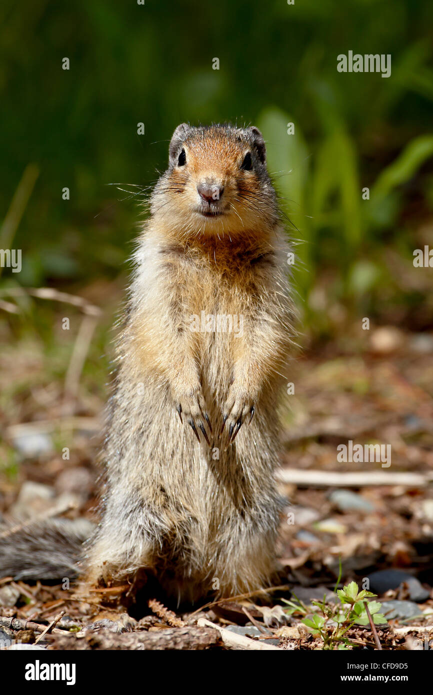 Columbian ground squirrel (Citellus columbianus), Manning Provincial Park, British Columbia, Canada, Stock Photo
