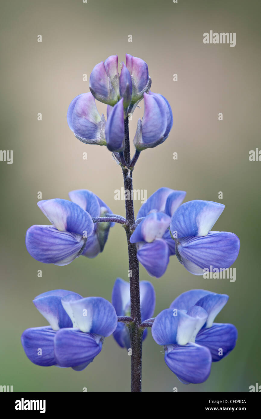 Meadow lupine (Lupinus polyphyllus), Manning Provincial Park, British Columbia, Canada, Stock Photo